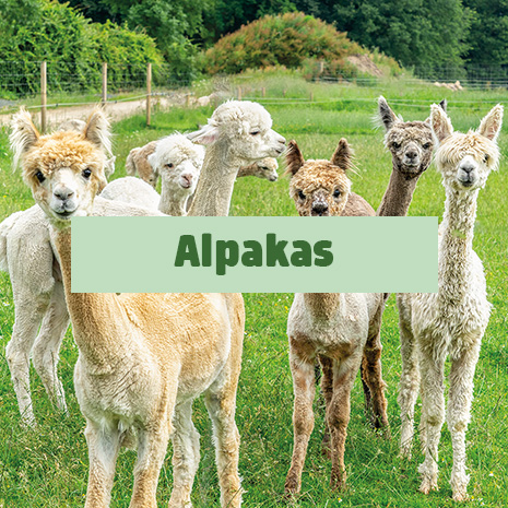 Link zur Webseite "Alpakas am Rochus"